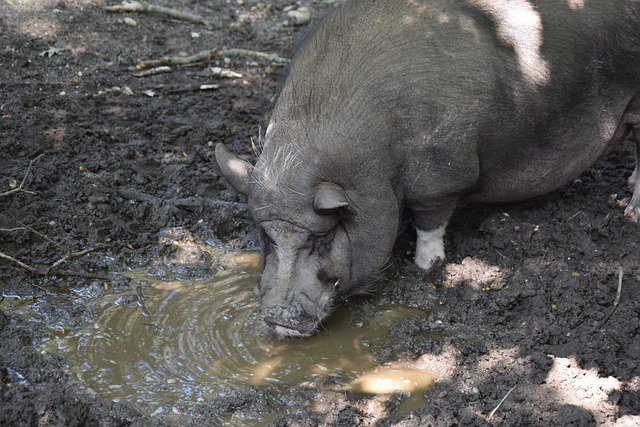 年世界杯 年世界杯
