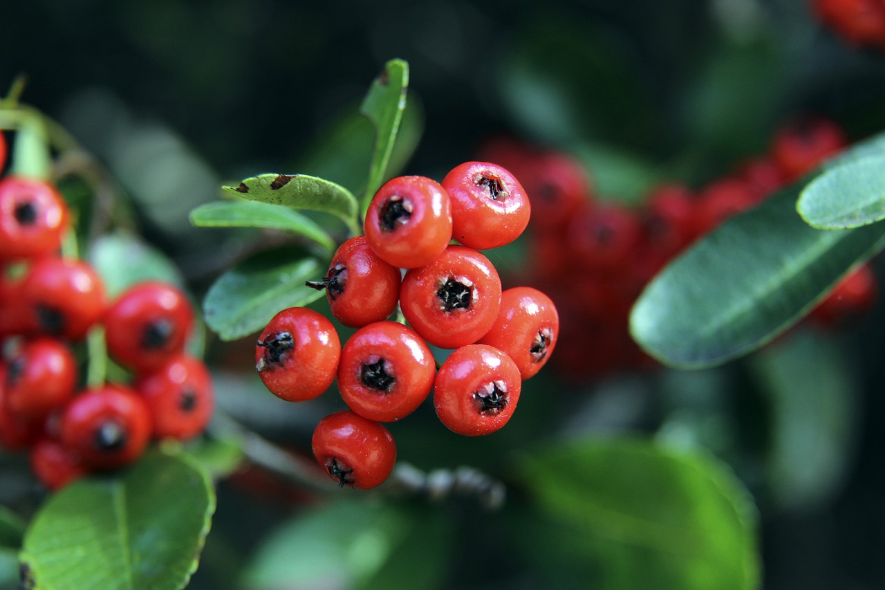 利用明星力 利用明星力